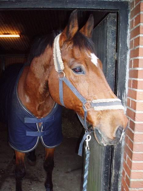 Dansk Varmblod Thor - Smukke Thor! billede 10