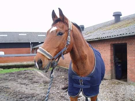 Dansk Varmblod Thor - Gamle Thorsen! billede 11