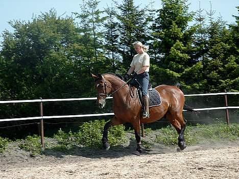 Dansk Varmblod Thor - Helle rider Thor! billede 12