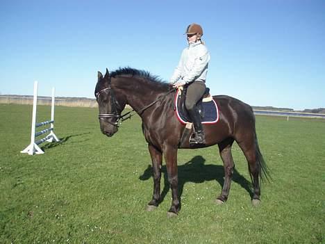 Anden særlig race Black Beauty af Rye billede 1