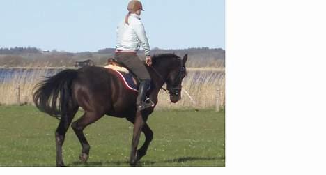 Anden særlig race Black Beauty af Rye billede 2