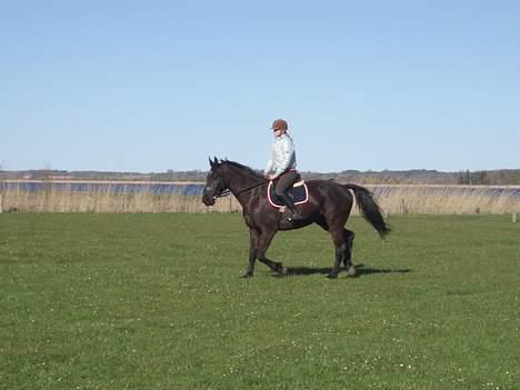 Anden særlig race Black Beauty af Rye billede 4