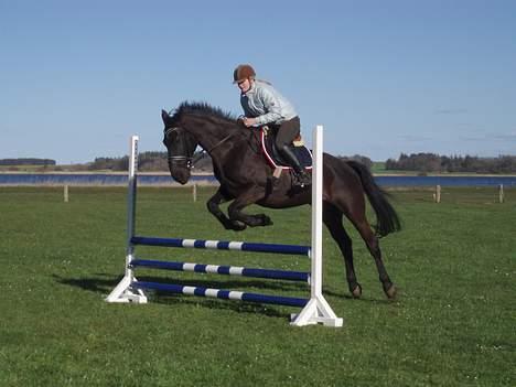 Anden særlig race Black Beauty af Rye billede 5