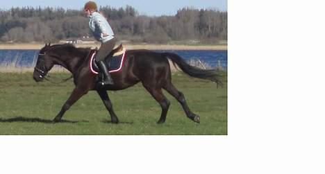 Anden særlig race Black Beauty af Rye billede 6