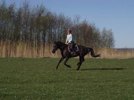 Anden særlig race Black Beauty af Rye billede 7