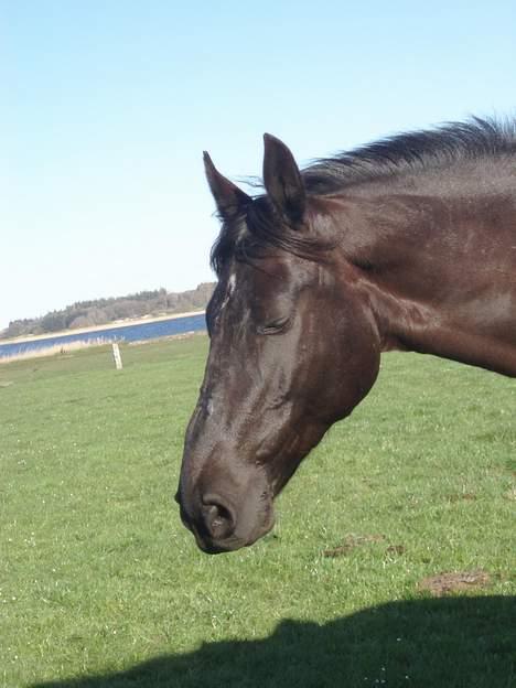 Anden særlig race Black Beauty af Rye billede 8