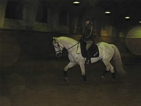 Connemara Maximillian af Ellebrud - Lidt dressur træning i ridehuset! billede 15