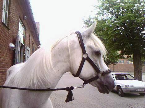 Connemara Maximillian af Ellebrud - Fik øje på et eller andet? billede 16