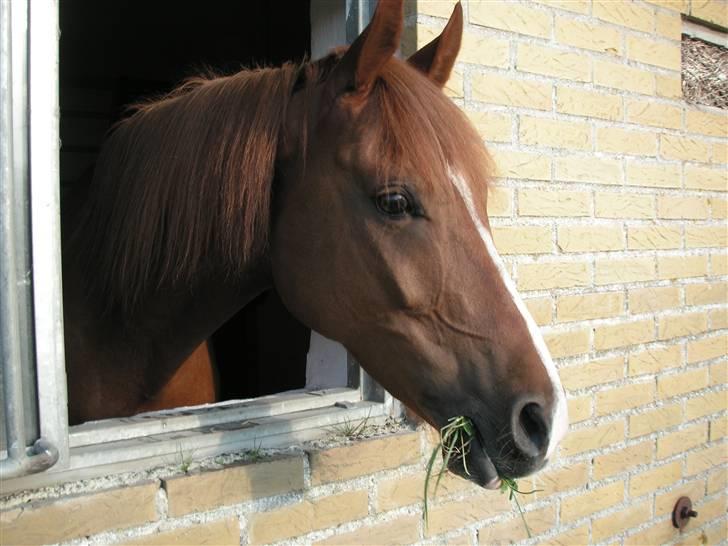 Haflinger Lady  billede 12