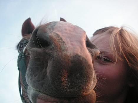 Haflinger Lady  billede 13