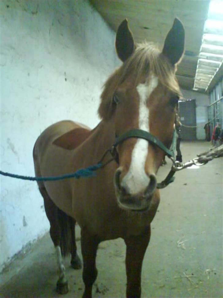 Haflinger Lady  billede 14