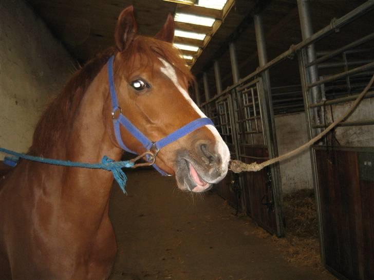 Haflinger Lady  billede 15