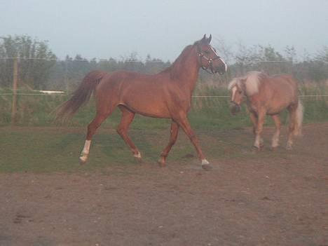 Haflinger Lady  billede 16