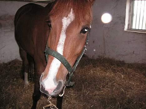 Haflinger Lady  billede 17