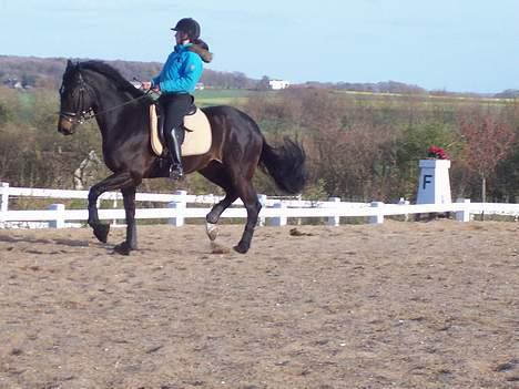 Dansk Varmblod carello "Solgt" billede 3