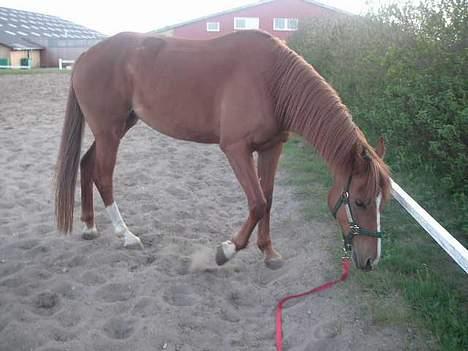 Haflinger Lady  billede 18