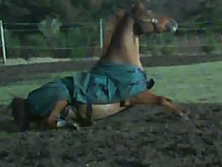 Haflinger Lady  billede 19