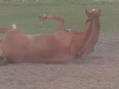 Haflinger Lady  billede 20