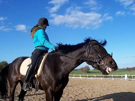 Dansk Varmblod carello "Solgt" - carello der er mærkelig billede 4