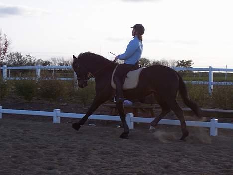 Dansk Varmblod carello "Solgt" billede 5