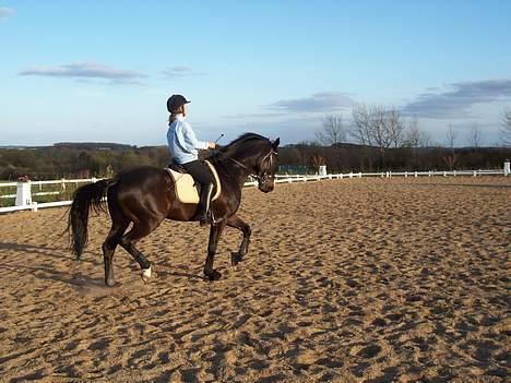 Dansk Varmblod carello "Solgt" billede 6