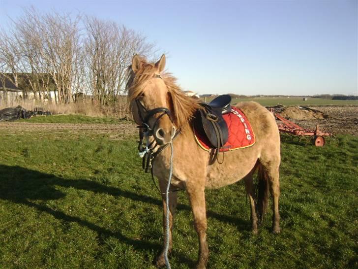Anden særlig race Sejelstrups Vanessa, MEN LILLE HEST PÅ 156 57 i st - vælkommen tl Vanessas profil. her er Vanessa ude på marken sammen med rytter som hedder Emiliie. Vær sød at sætte en stemme når i det nu i er her inden.  billede 1