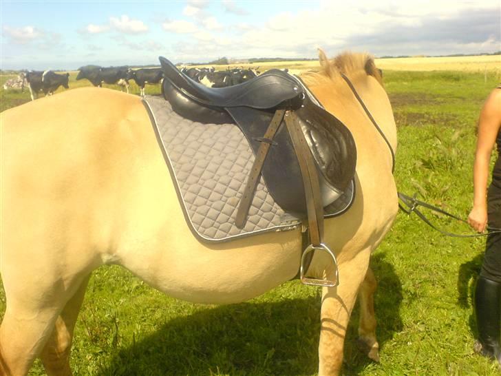 Anden særlig race Sejelstrups Vanessa, MEN LILLE HEST PÅ 156 57 i st - her står Vanessa og hygger sig med en lille smule gras. Det er en der hedder Emilie der har været ude og prøver hinde ejer Heidi billede 4