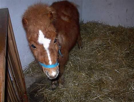 Shetlænder Zmall billede 12