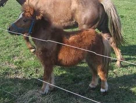 Shetlænder Zmall - Beskåret billede.. Undskyld kvaliteten.. billede 13