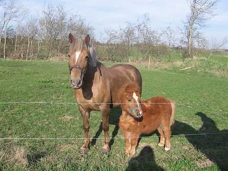 Shetlænder Zmall - "Her er mig og min "mor".. Jeg skulle lige beskytte hende for den store farlige hest der kom forbi.." billede 14