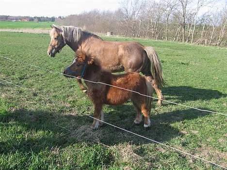 Haflinger Zola SOLGT - "Her er jeg på fold.. Vi skulle da lige hilse på hesten der kom forbi =)" billede 7