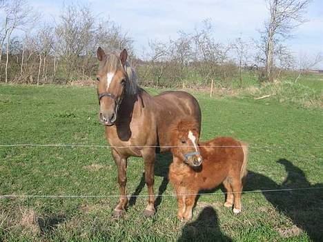 Haflinger Zola SOLGT - "Heej.. Er jeg ikke sød?" xD billede 8