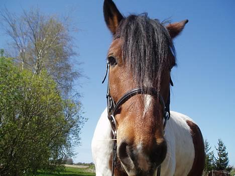 Anden særlig race Dakota - "Jeg ved godt jeg er smuk" billede 15