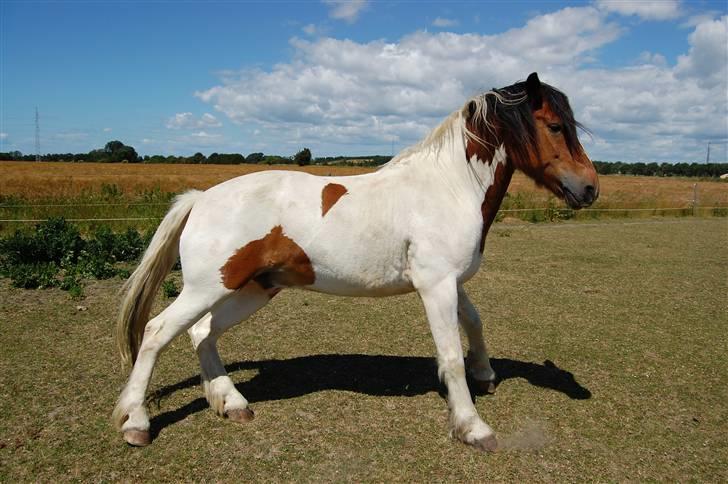 Anden særlig race Dakota - Jamen så farvel da xD Fotograf: C´M - Kamera: Nikon D40 billede 16