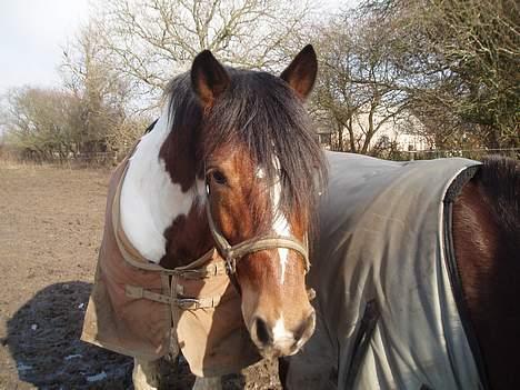 Anden særlig race Dakota - Hey :D billede 17