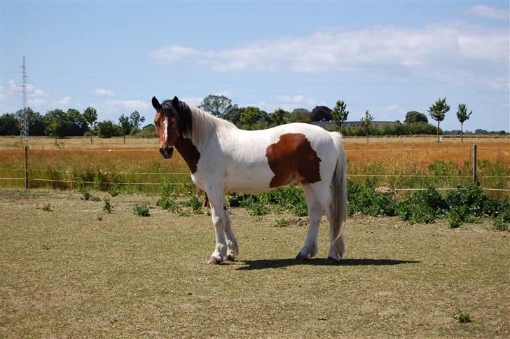 Anden særlig race Dakota - Basse <3  Fotograf: C´M - Kamera: Nikon D40 billede 18