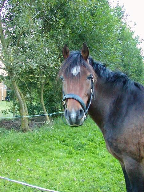 DSP Gaia.[ RIP ] :( - & dine smukke øjne.. <´33 ( Osse Der hjemme ) billede 2