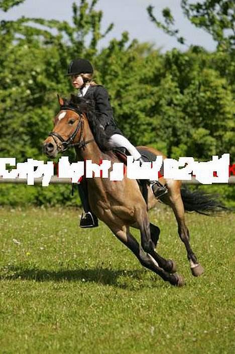 DSP Gaia.[ RIP ] :( - Gaia skaath, dhu kunne ha´blevet en super spring pony! ( Søndertoft ) billede 5