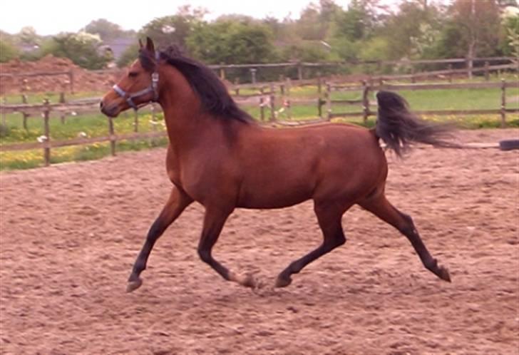 Arabisk fuldblod (OX) Bopart  - Bopart hos hans gamle ejer. billede 7