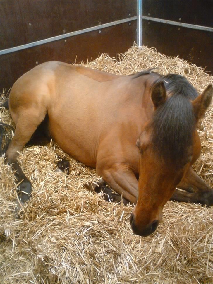 Welsh Cob (sec D) Sylvester  / Solgt /  - Sylvester der tager en lur til stævnet på mors 08 billede 14