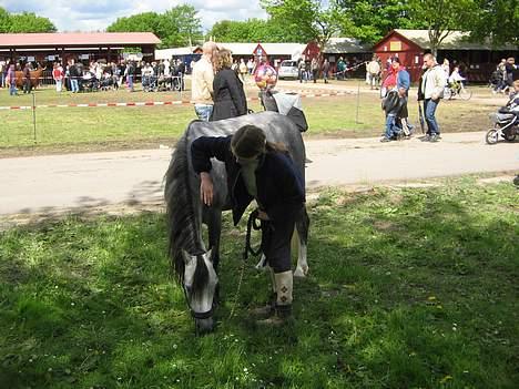 Welsh Pony (sec B) Lyngvejens Kikki <´3 *Solgt* -   (12) Mums =) Det her græs smager godt ... billede 12