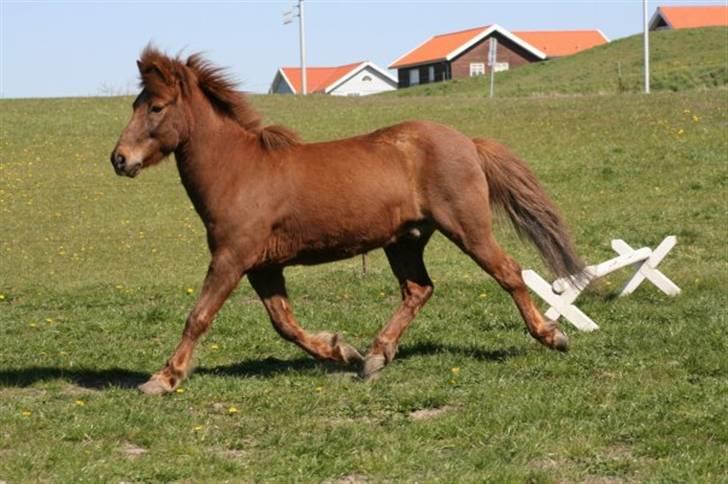 Islænder Bubbi / birkir - Ja den smukke, IGEN(Taget af Bryndis/mor) billede 16