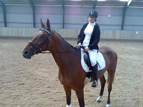 Trakehner Cyfra SOLGT billede 8