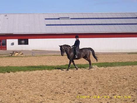 Anden særlig race Phyrus billede 5