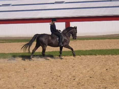 Anden særlig race Phyrus billede 6