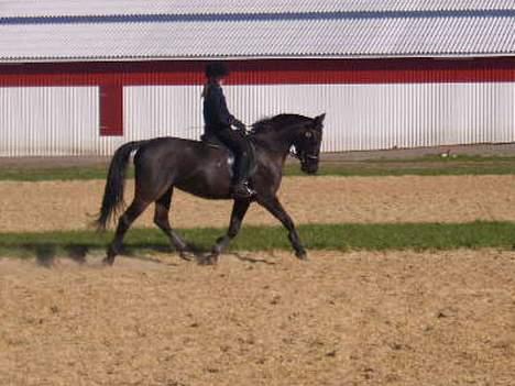 Anden særlig race Phyrus billede 7