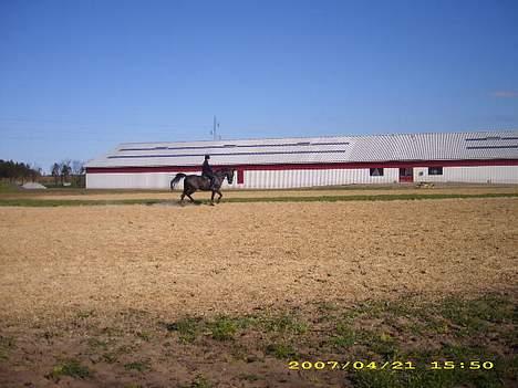 Anden særlig race Phyrus billede 8