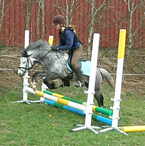 Welsh Mountain (sec A) Meadows Gucci (hingst) - Den lille dreng er ved at lære at springe billede 8