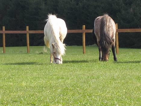 Islænder Prinsessa  solgt billede 16