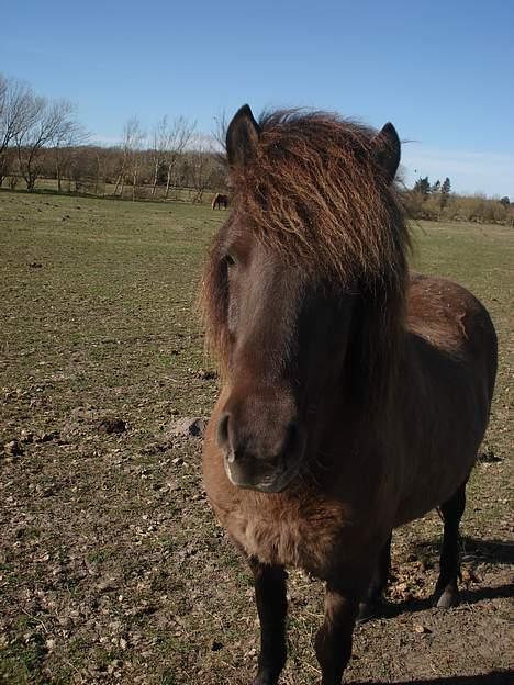 Islænder Sara II fra Klattrup - Lille Frenja ;) billede 8